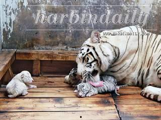 国产白虎一区,探寻东方武侠的传奇魅力  第2张